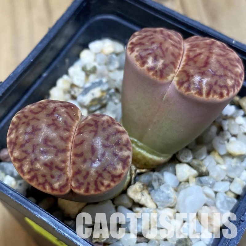 SH4424 Lithops bromfieldii F12F