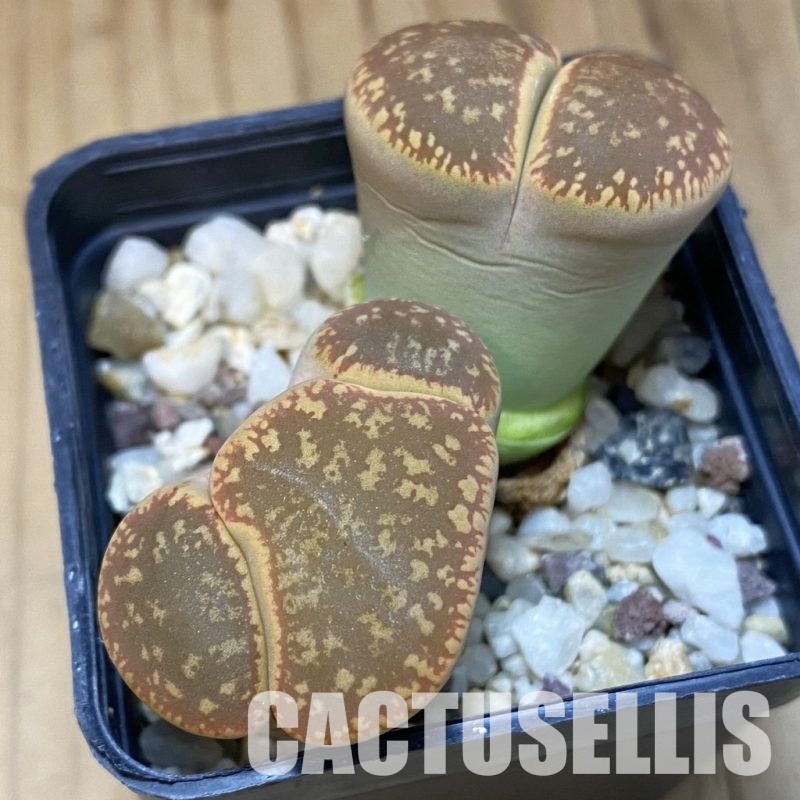 SH4429 Lithops aucampiae SH1665 -Mamaghadi-