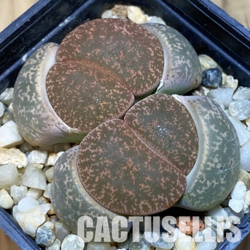 SH1034 Lithops lesliei -Stilfontein-