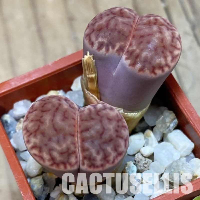 SH4441 Lithops bromfieldii