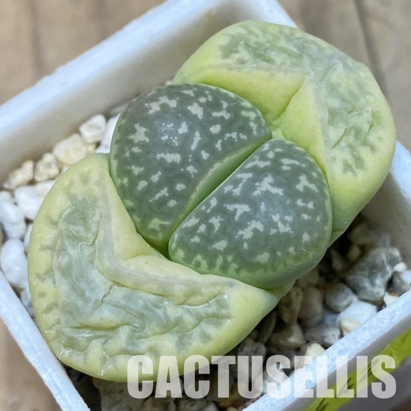 SH4442 Lithops marmorata
