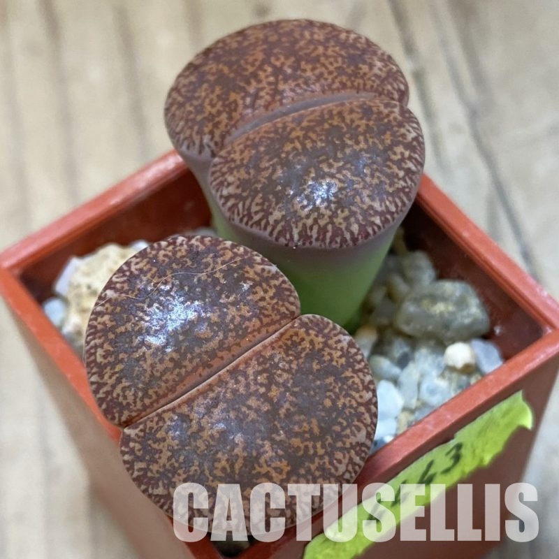 SH4443 Lithops lesliei SH1624 (Kimberley Form)