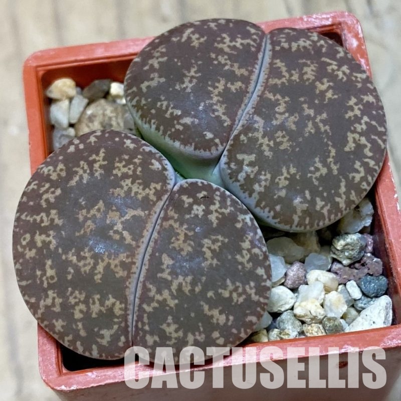 SH4445 Lithops lesliei C49, SH2422