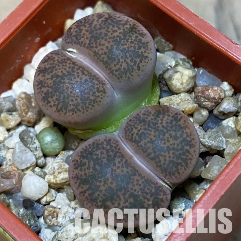 SH4450 Lithops lesliei v. minor