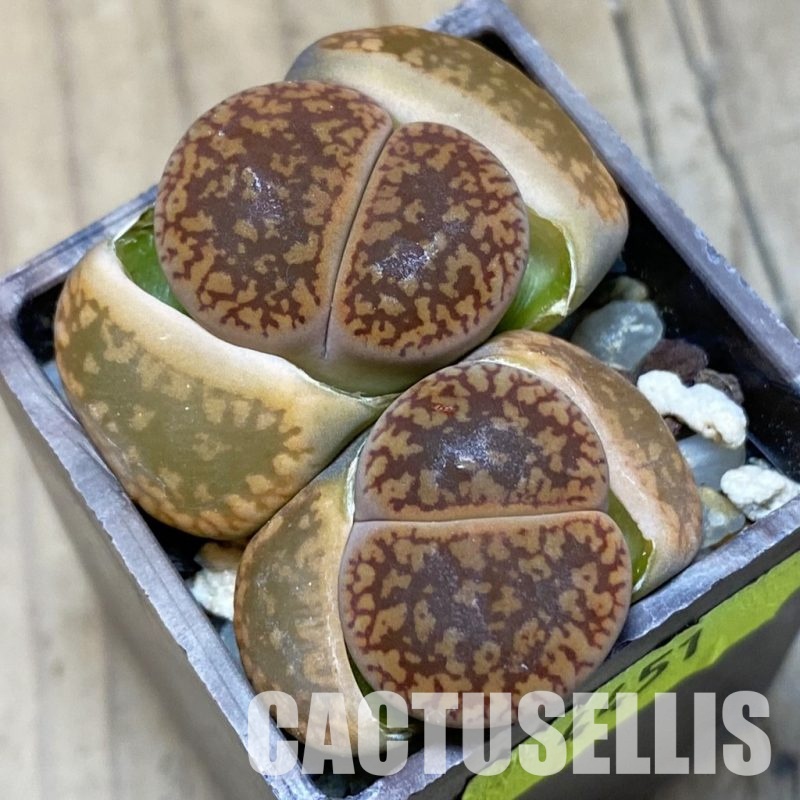 SH4451 Lithops aucampiae C298, SH1694