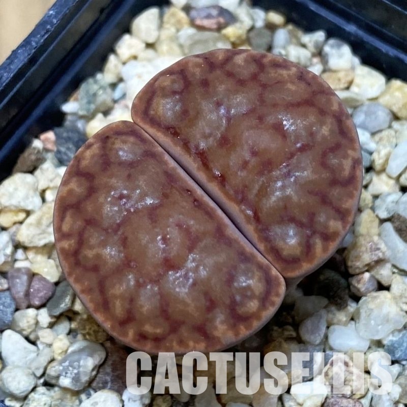SH7562 Lithops bromfieldii v. bromfieldii C040
