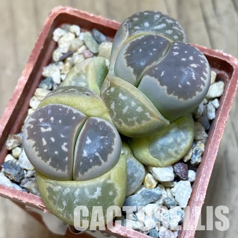 SH9099 Lithops olivacea
