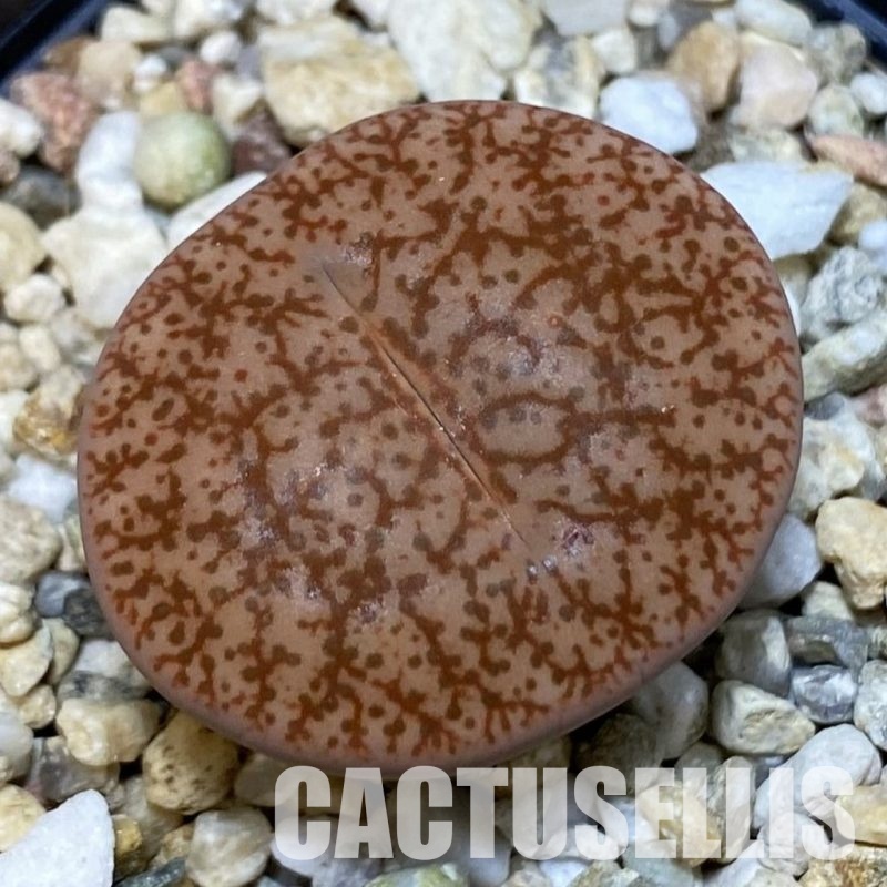 SH8432 Lithops pseudotruncatella ssp. pseudotruncatella v. pseudotruncatella
