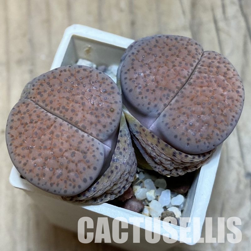 SH3131 Lithops fulviceps v. lactinea