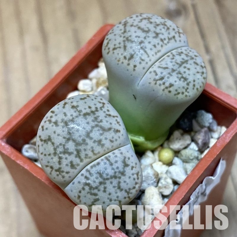 SH8164 Lithops pseudotruncatella