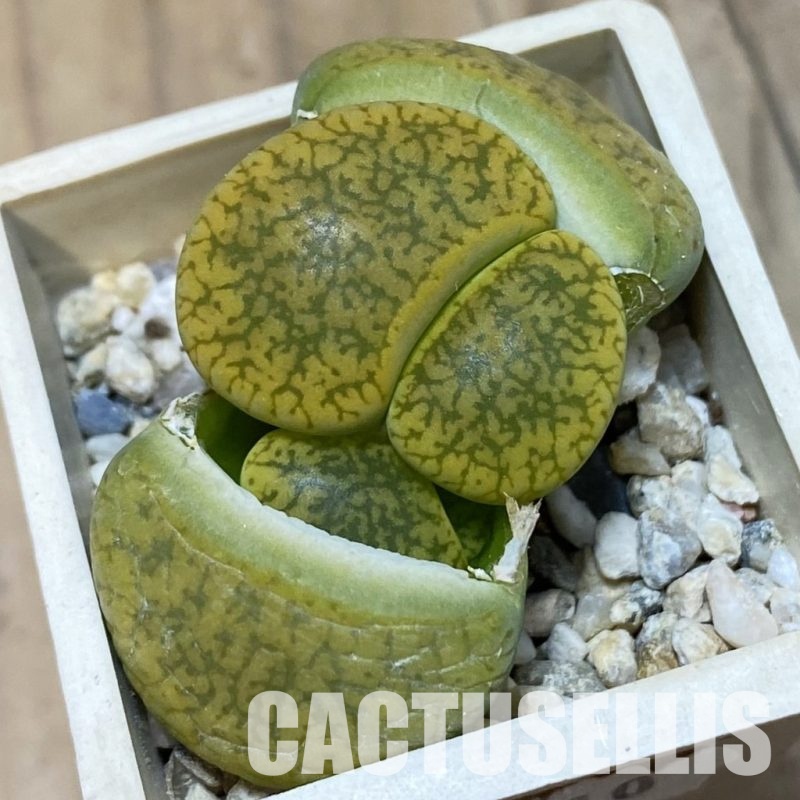 SH10710 Lithops aucampiae 'Jackson's Jade' C395