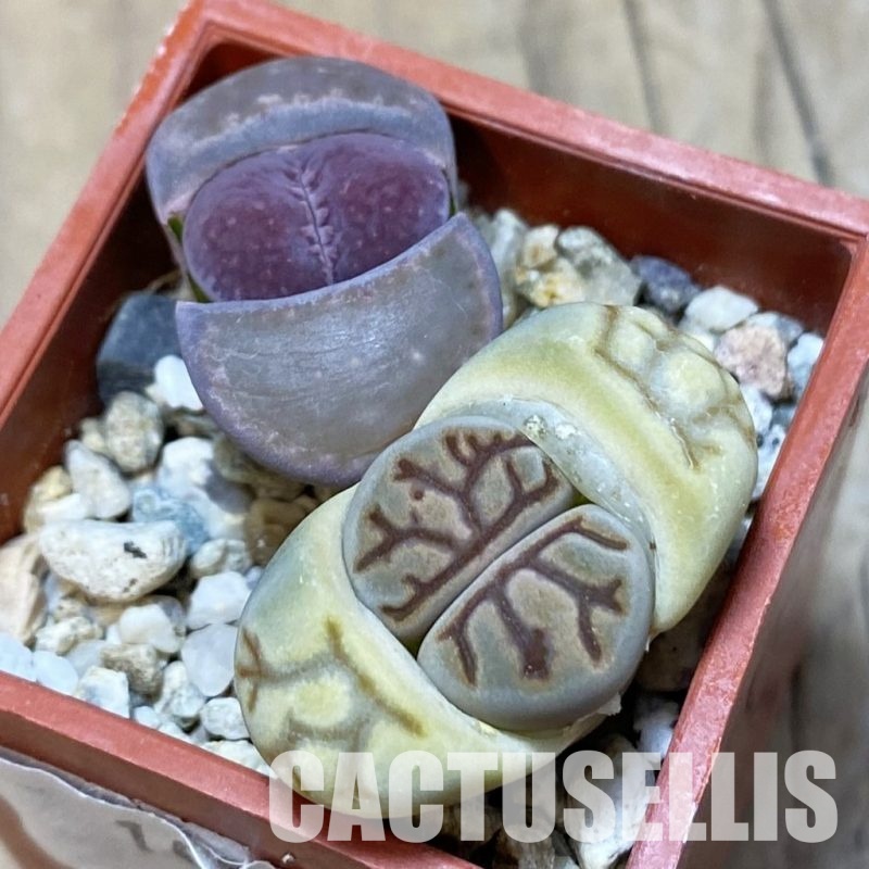 SH10697 Lithops julii ‘Kikushogyoku’, Lithops salicola ‘Sato’s Violet’ hybrid