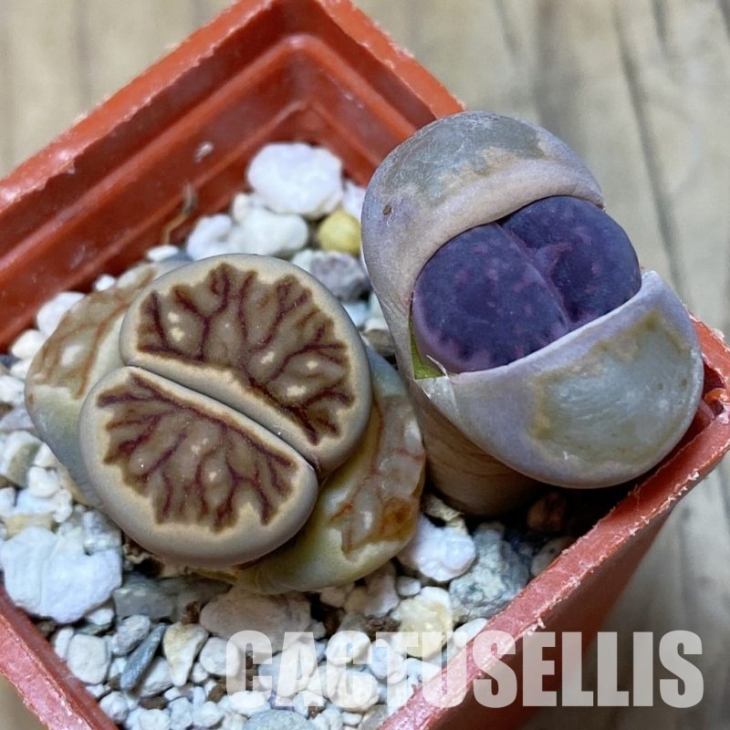 SH10696 Lithops julii ‘Kikushogyoku’, Lithops salicola ‘Sato’s Violet’ hybrid