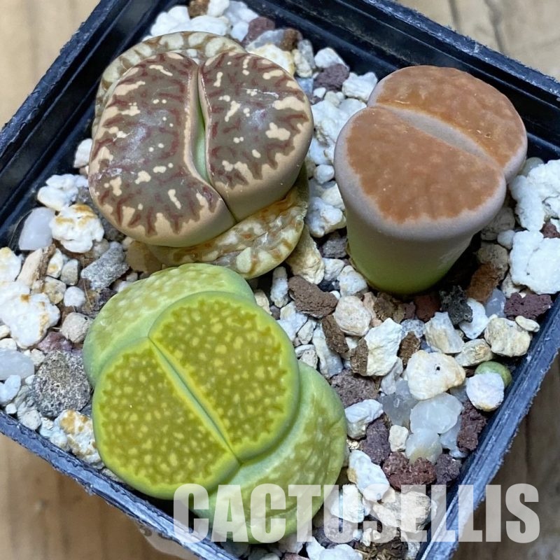 SH10988 Lithops mix