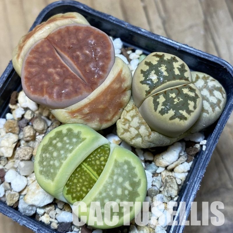SH10990 Lithops mix