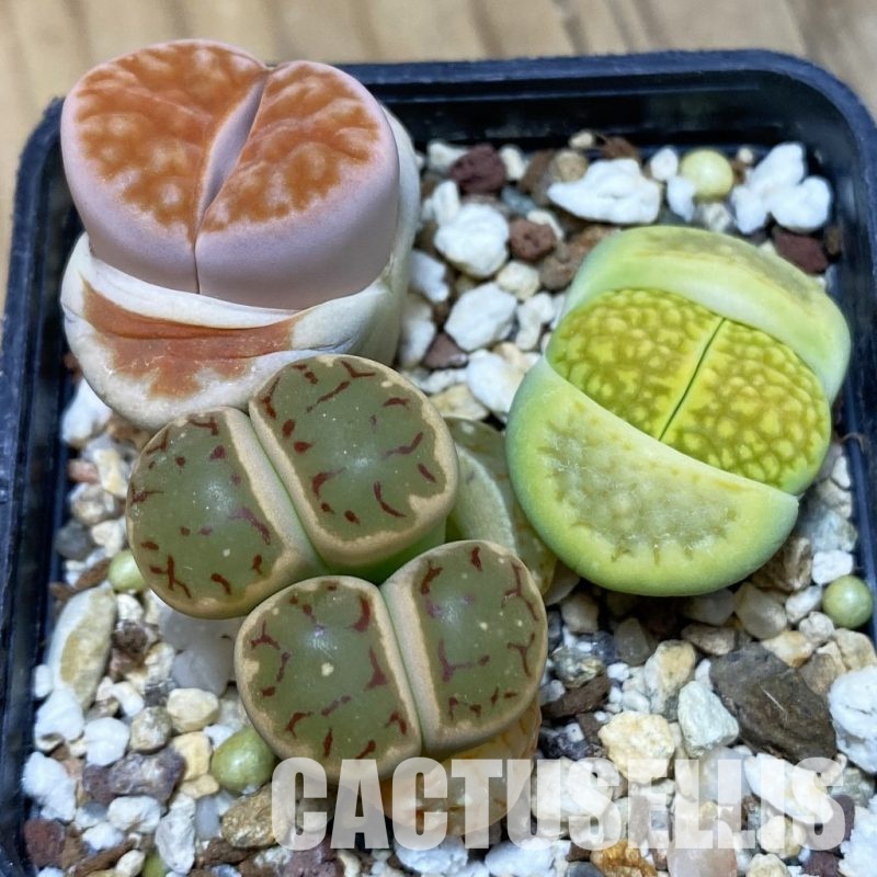 SH10192 Lithops mix
