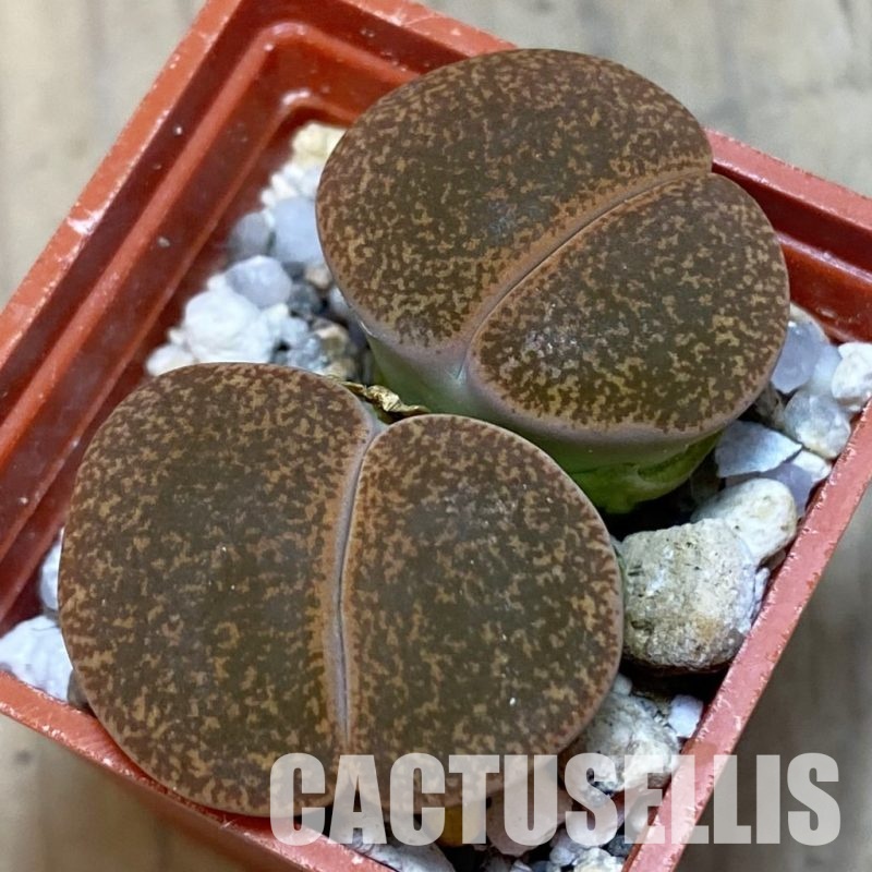 SH3134 Lithops lesliei 'Warrenton'