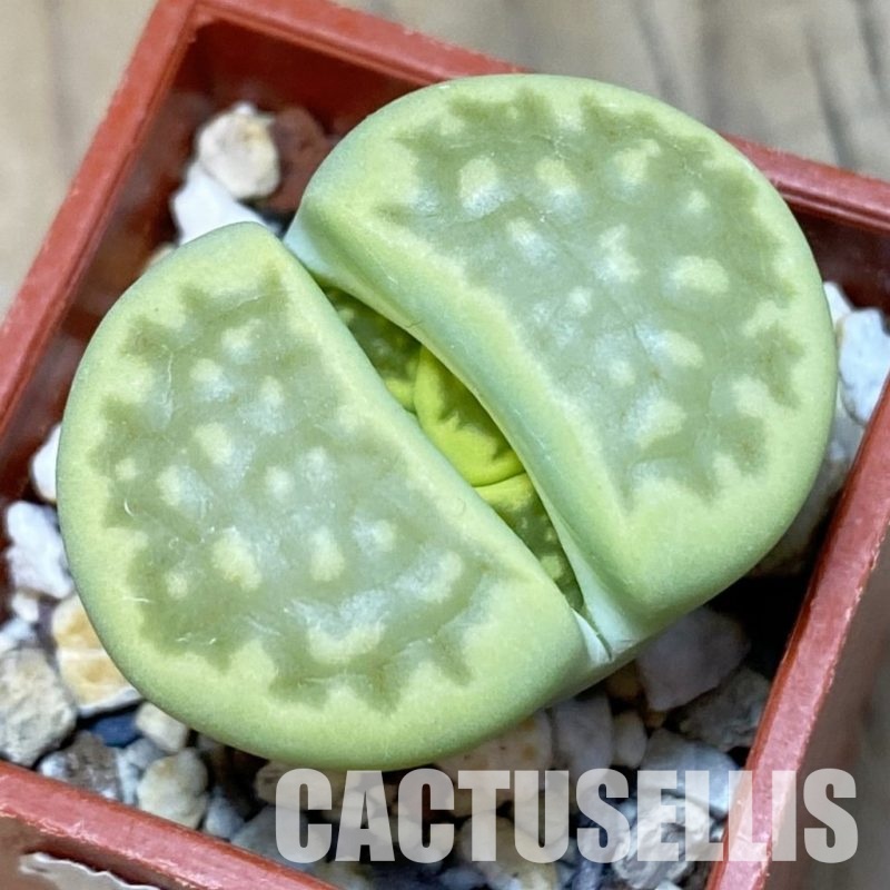 SH11011 Lithops hallii 'Green Soapstone'