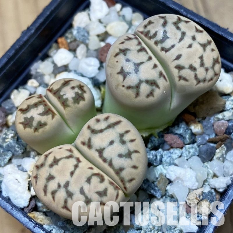 SH11140 Lithops dorotheae