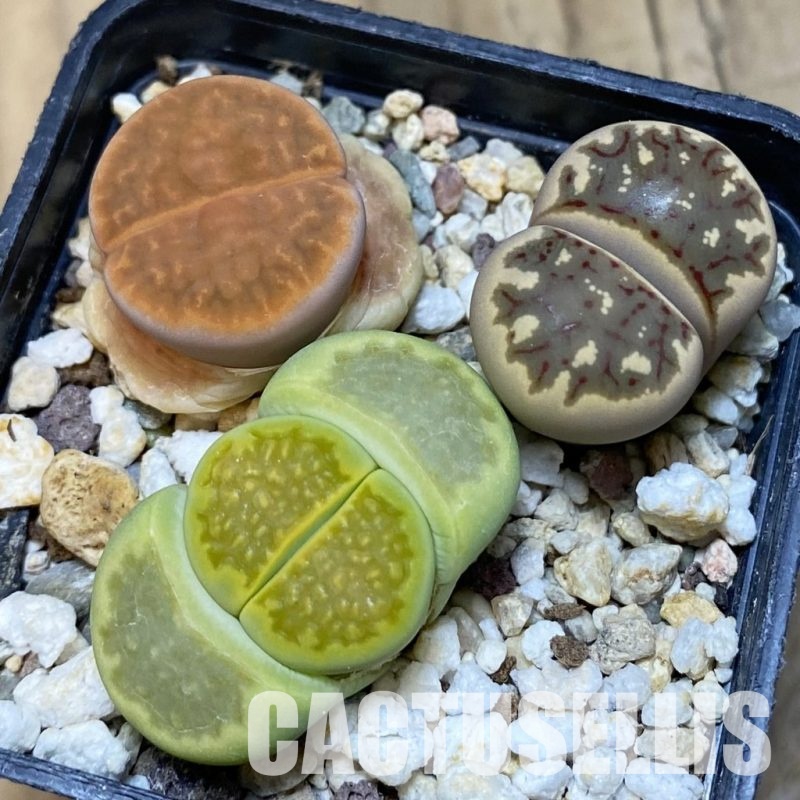 SH10695 Lithops mix