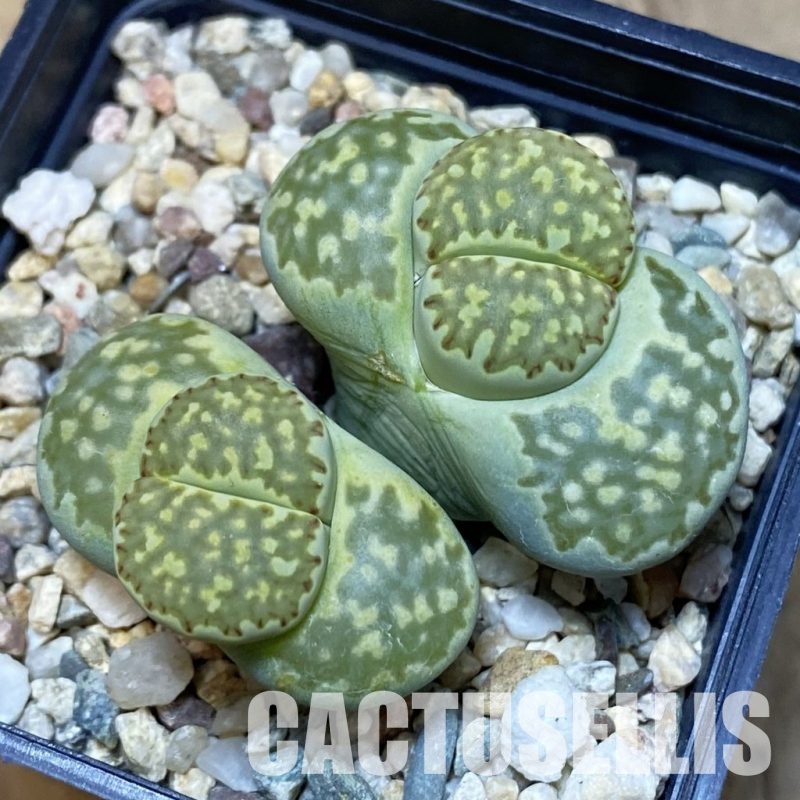 SH11456 Lithops julii 'Fuller Green'