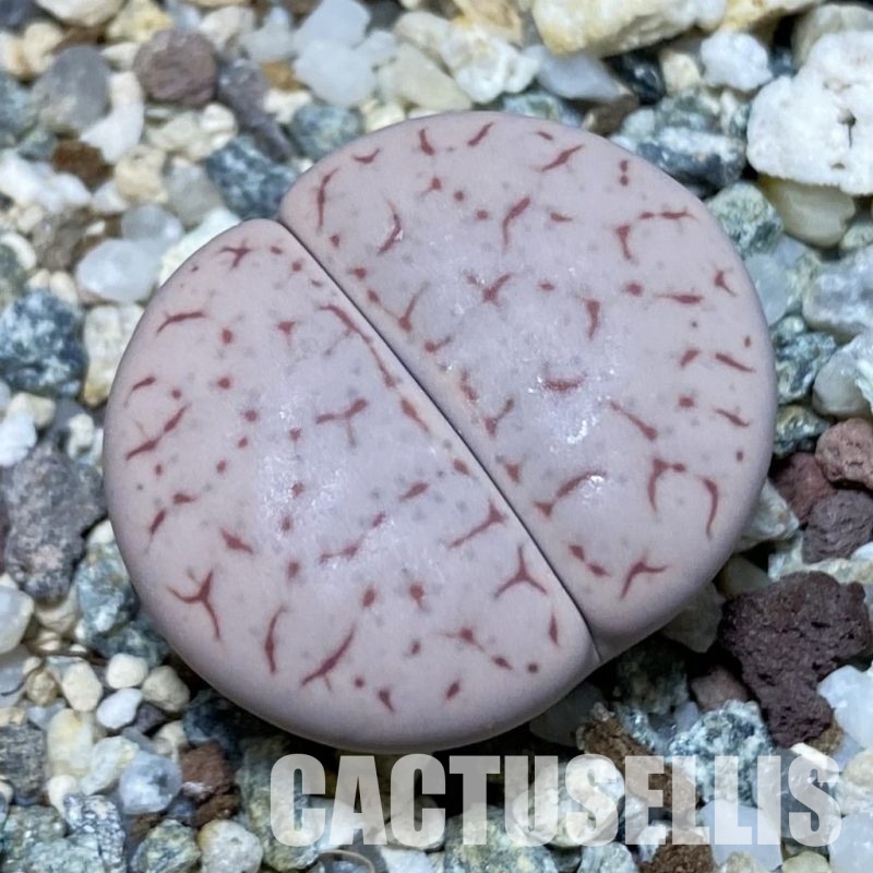 SH11458 Lithops pseudotruncatella ssp. volkii