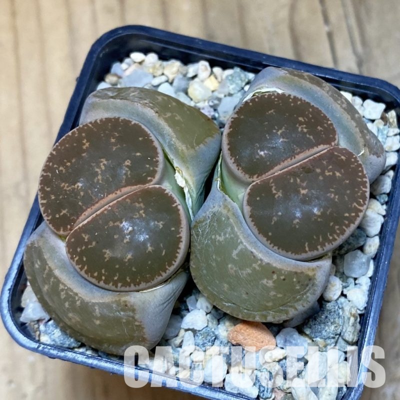 VVG11493 Lithops lesliei C139