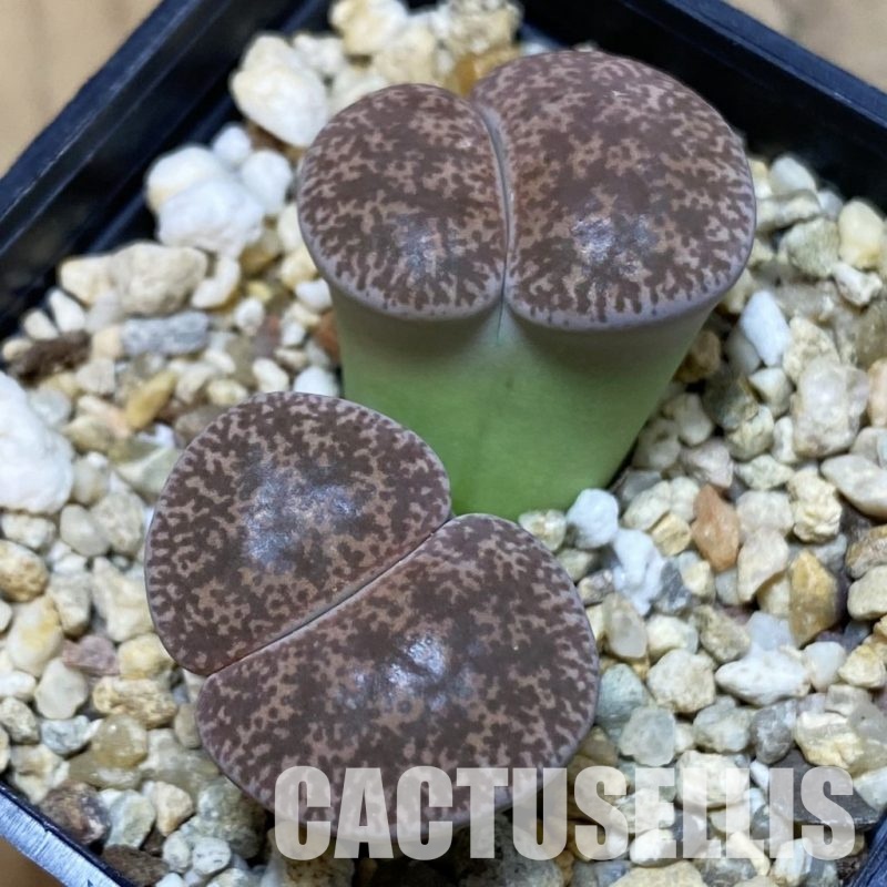 SH13097 Lithops lesliei f. grey C009, SH1740