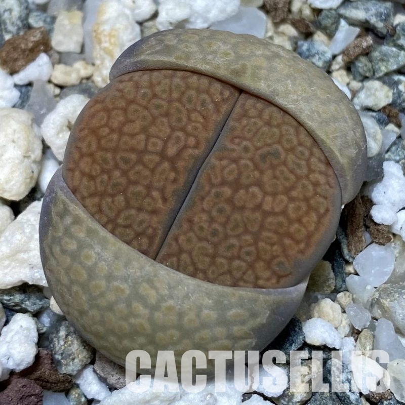 SH12586 Lithops halii