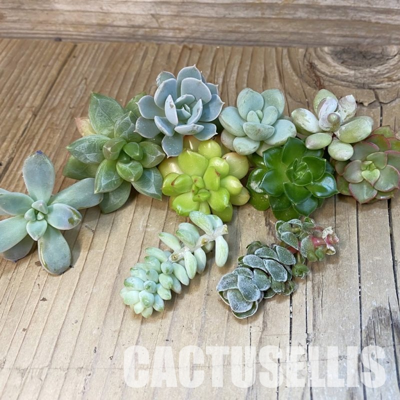 SH32151 Succulents mix, cuted