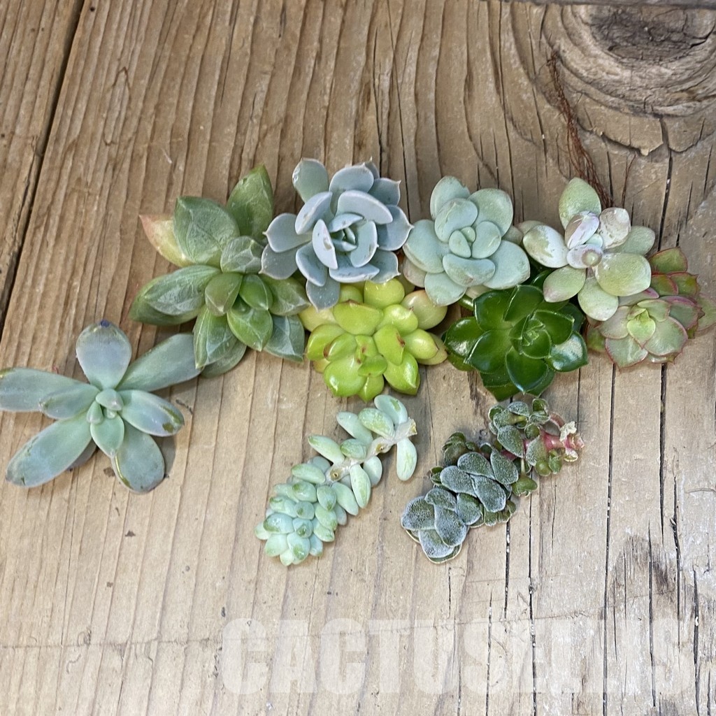 SH32151 Succulents mix, cuted - Image 2
