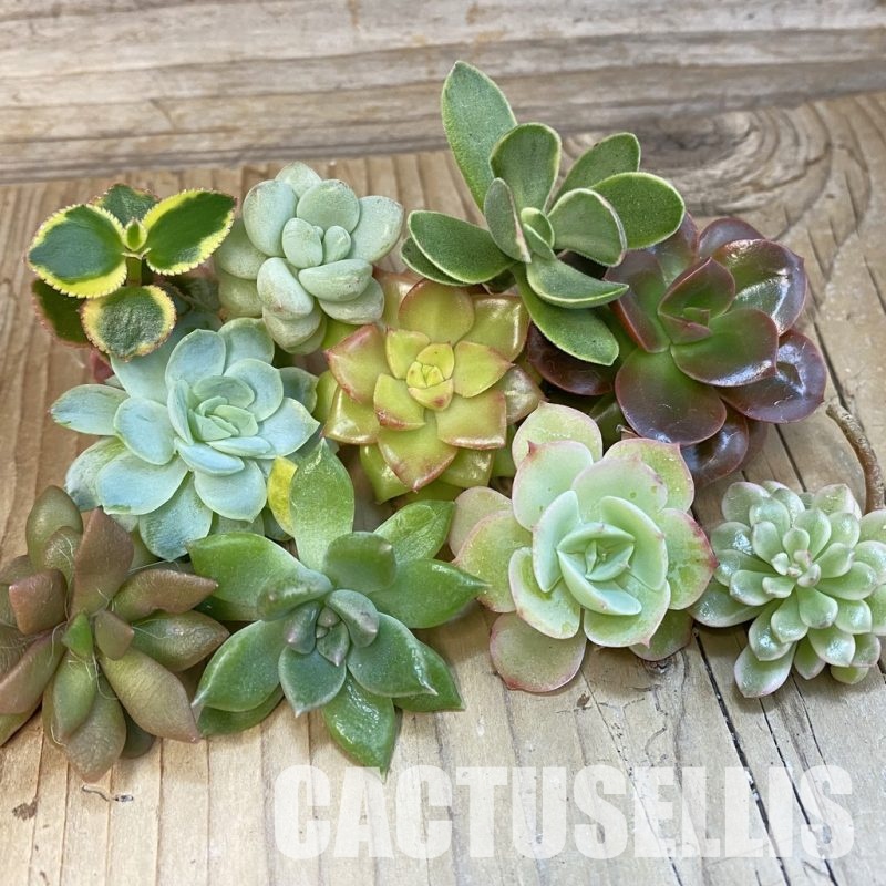 SH32152 Succulents mix, cuted