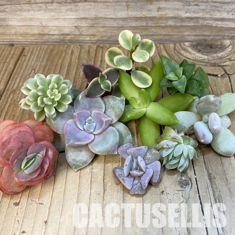 SH32153 Succulents mix, cuted