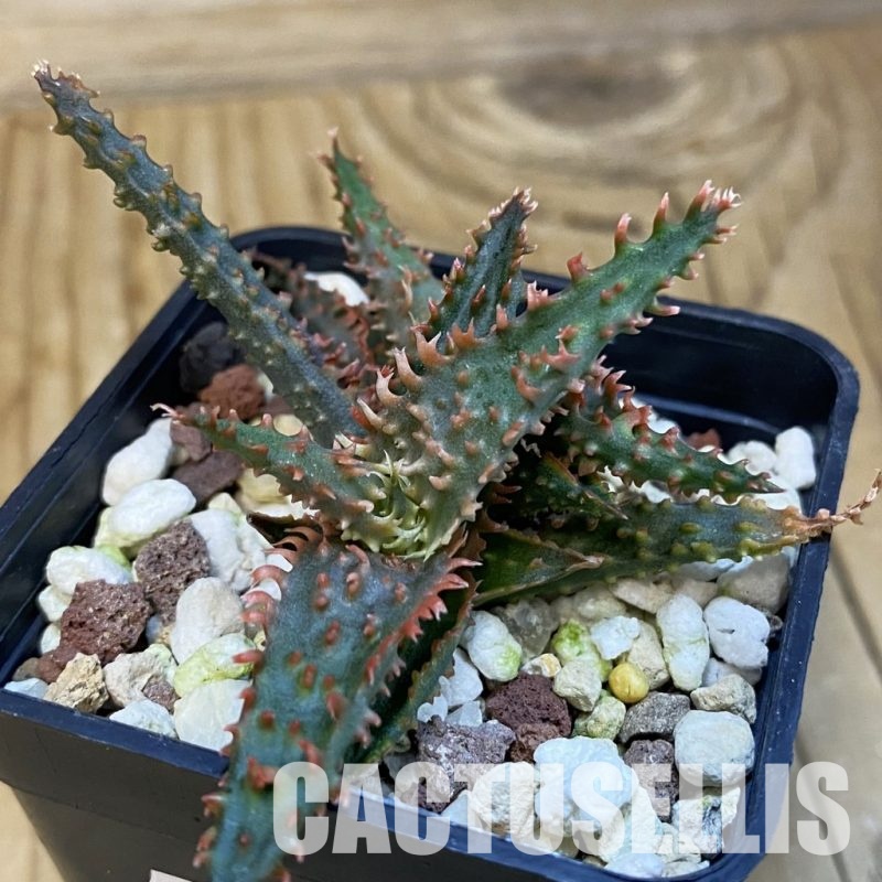 SH32109 Aloe TCT hybrid