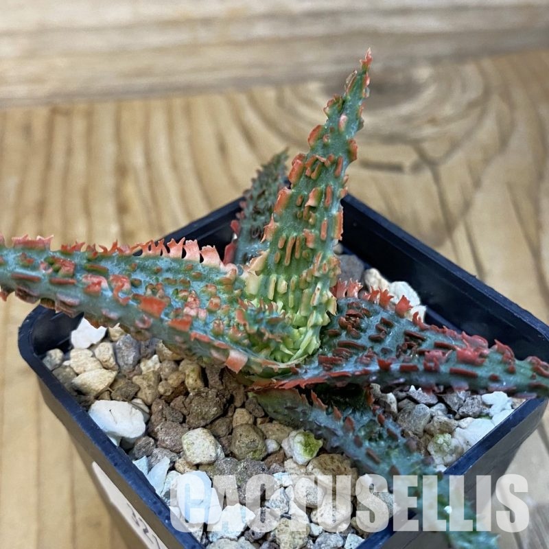 SH32111 Aloe TCT hybrid