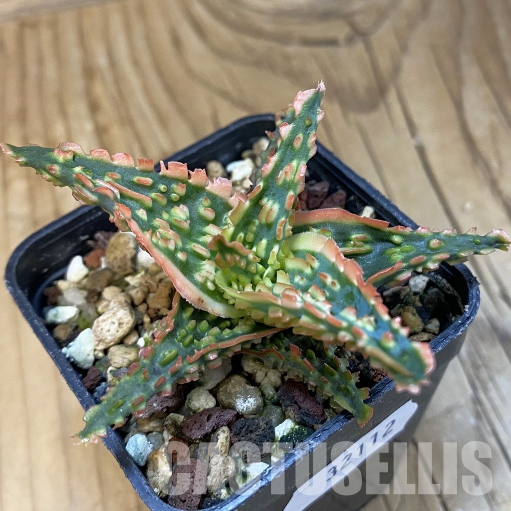 SH32112 Aloe TCT hybrid - Зображення 2