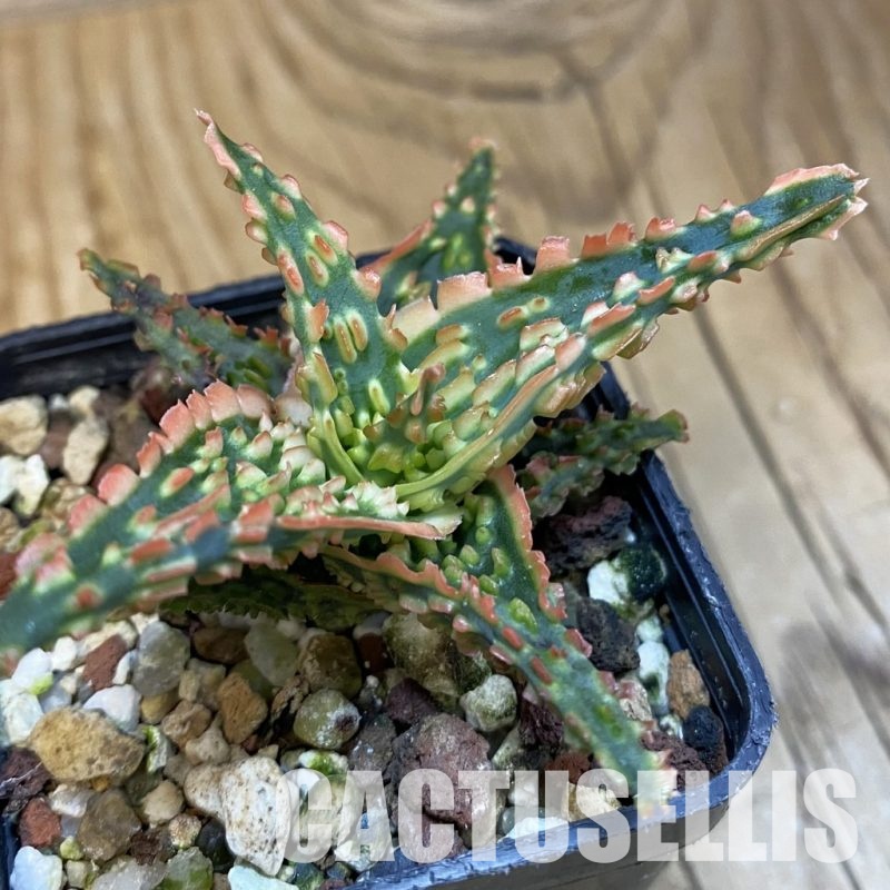 SH32112 Aloe TCT hybrid