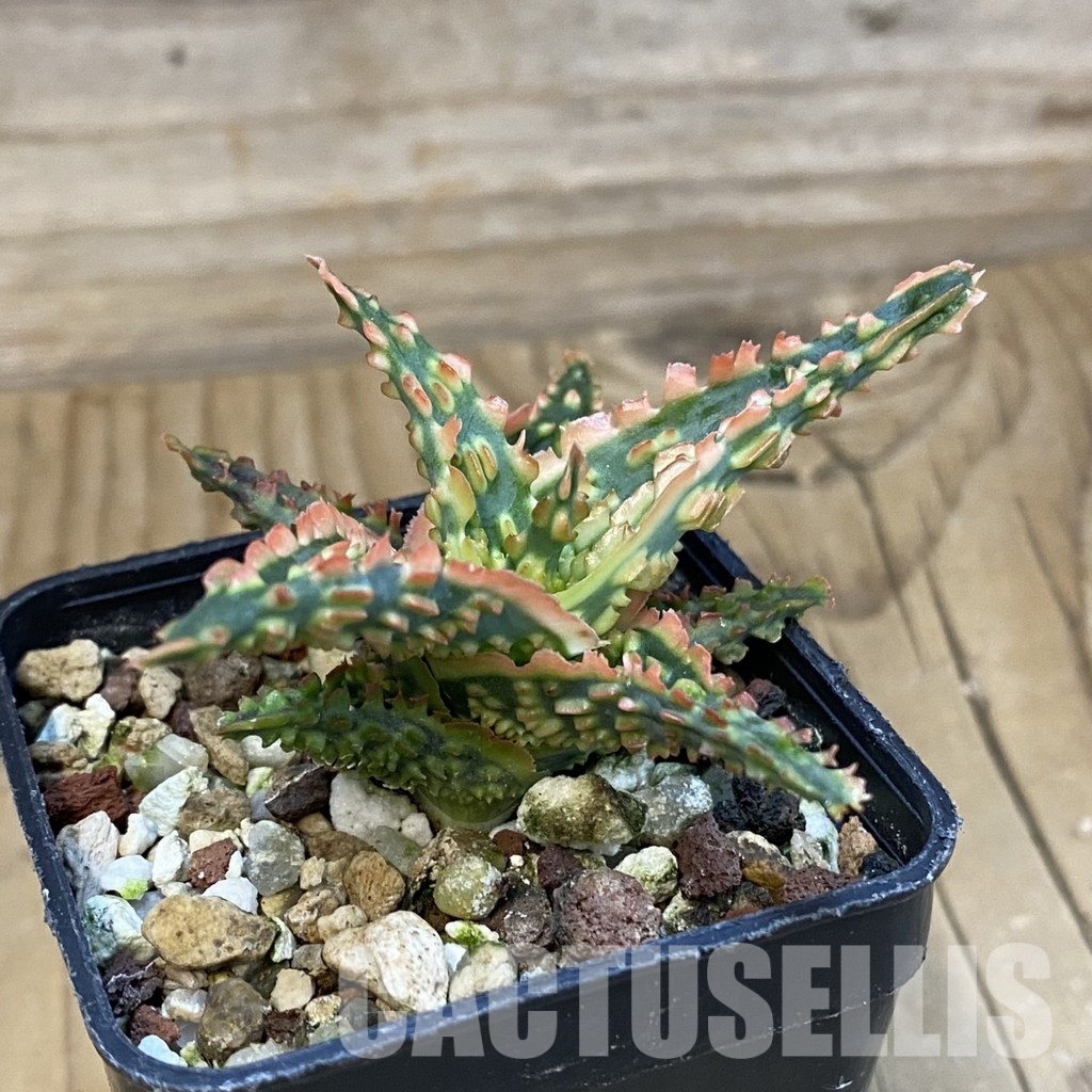 SH32112 Aloe TCT hybrid - Зображення 3