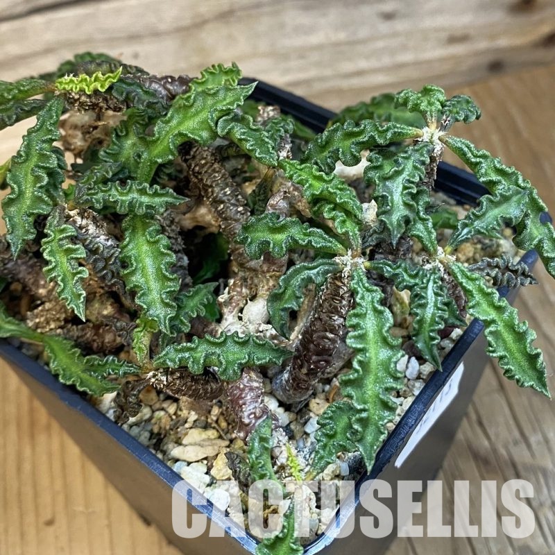 SH32113 Euphorbia decaryi v. spirosticha