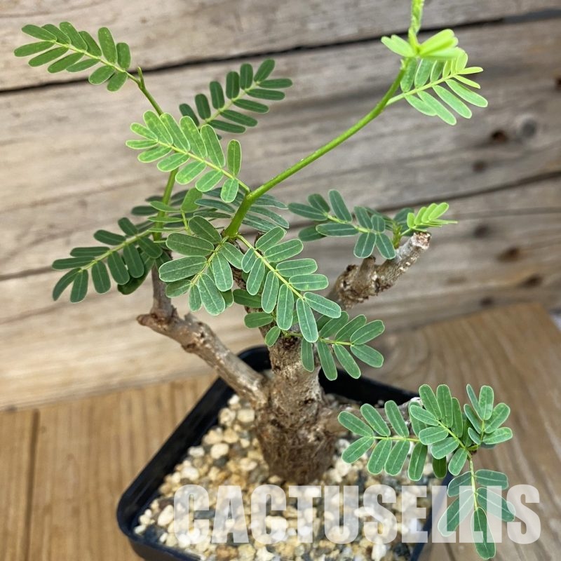 SH32114 Senna meridionalis