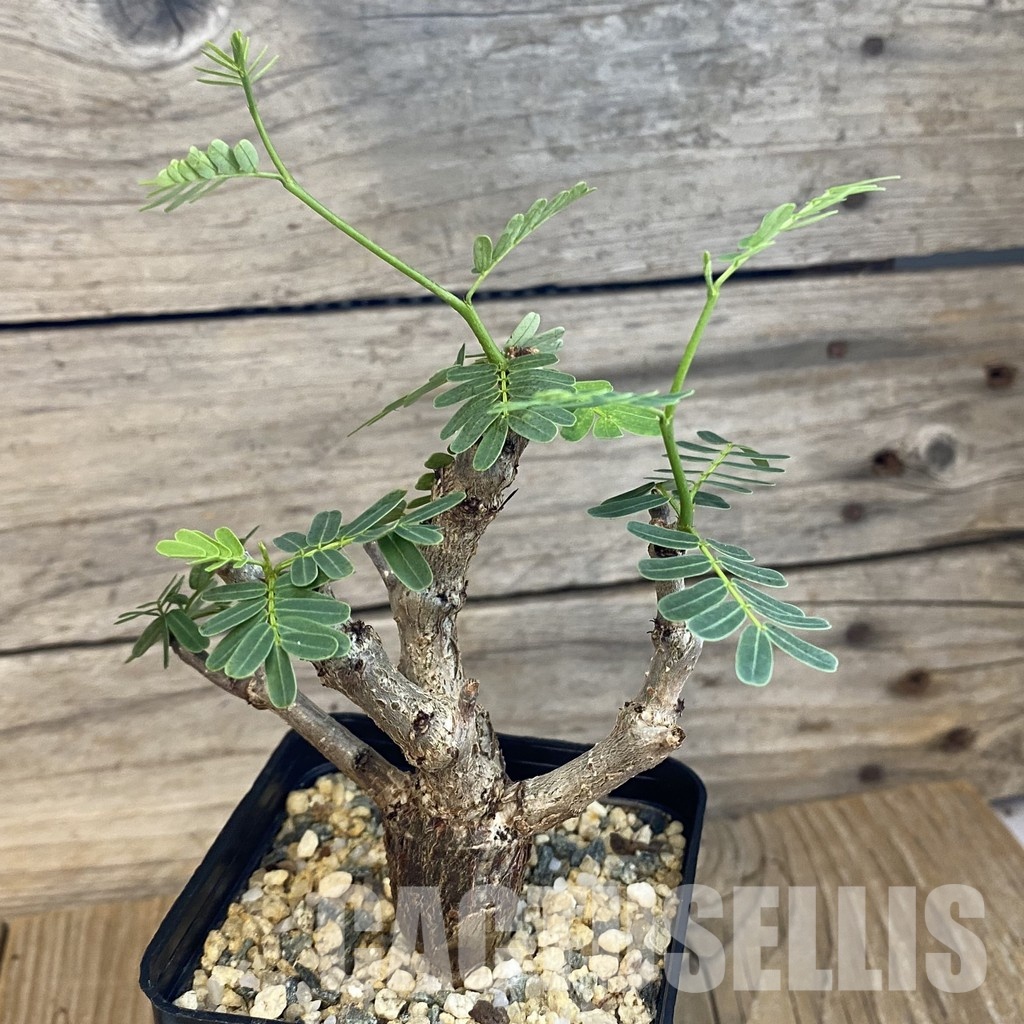 SH32114 Senna meridionalis - Зображення 2