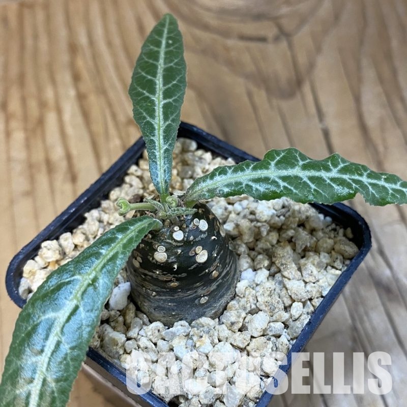 SH32115 Dorstenia lancifolia