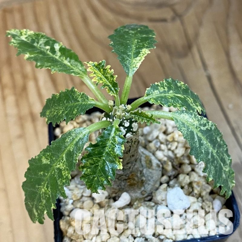 SH32116 Dorstenia hybrid f. variegata