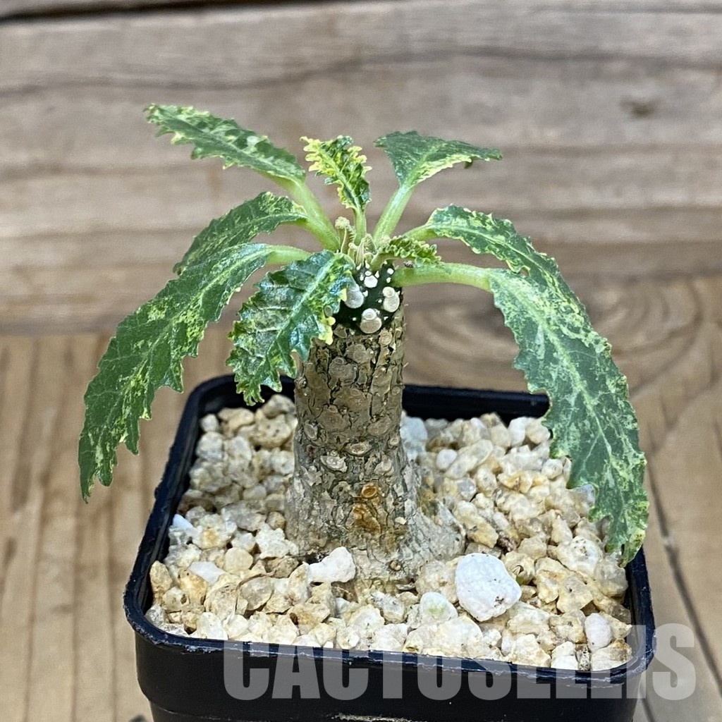 SH32116 Dorstenia hybrid f. variegata - Зображення 2