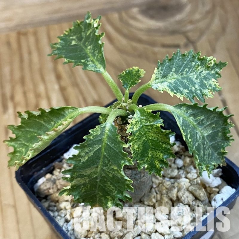 SH32117 Dorstenia hybrid f. variegata