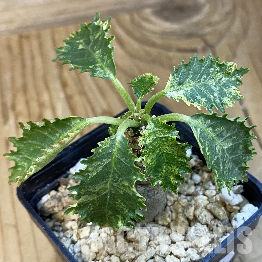 SH32117 Dorstenia hybrid f. variegata
