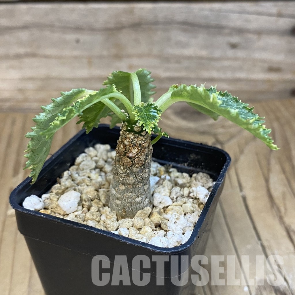 SH32117 Dorstenia hybrid f. variegata - Зображення 2