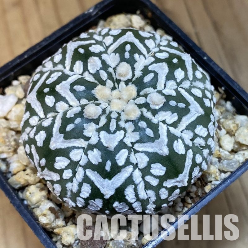 SH32078 Astrophytum asterias ‘Super Kabuto’ V-type f. nudum