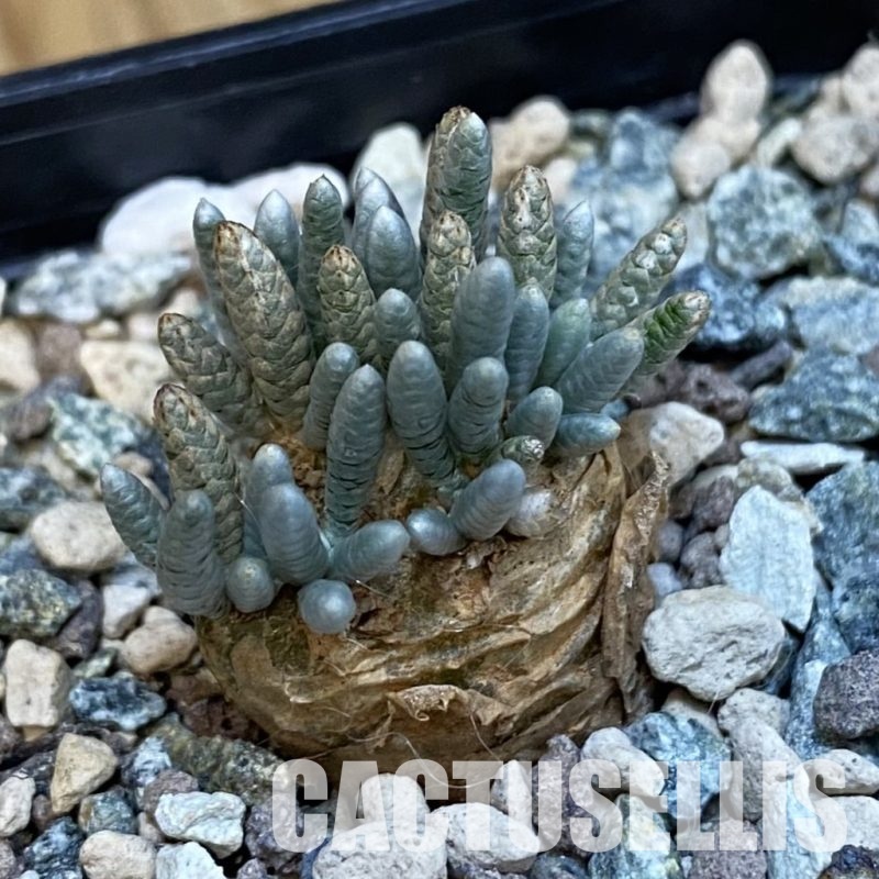 SH32118 Avonia alstonii