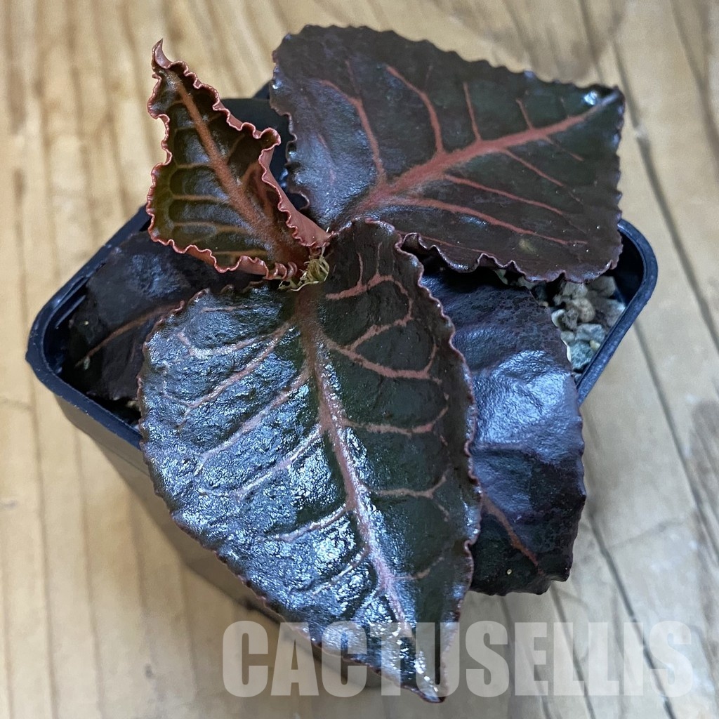 SH32119 Euphorbia francoisii hybrid